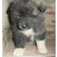 Akita Inu Welpen - Rüde