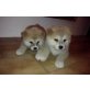 Akita Inu Welpen - Rüde