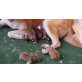 Akita Inu Welpen - Rüde
