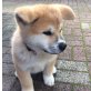 Akita Inu welpe zu verkaufen, Akita Inu Welpen - Rüde
