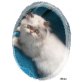Akita, Perser Colourpoint - Katze