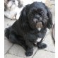 Akita, Shih Tzu - Hündin