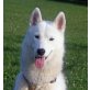 Akita, Siberian Husky - Hündin