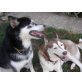 Akita, Siberian Husky - Hündin