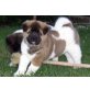 Akita-Welpen, Akita Inu - Hündin