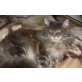 Akitarus ( Aki ), Maine Coon - Kater