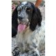 Akki, Setter-Mix - Rüde