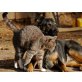 Aktiv helfen, Aktiv helfen - Katze