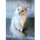 Al Capone, Maine Coon - Kater