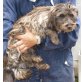Ala, Cairn Terrier Mix - Rüde