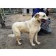 Ala - ruhig und freundlich, Retriever Mix - Hündin