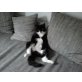 Alabama, Europäische Kurzhaarkatze - Kater