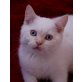 Aladin, Britisch Kurzhaarkatze - Kater
