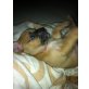 Aladin, Chihuahua kurzhaariger Schlag Welpen - Rüde