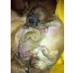 Aladin, Chihuahua kurzhaariger Schlag Welpen - Rüde