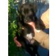 Aladin, Labrador-Mix Welpen - Rüde