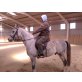 Aladin, Shagya Araber - Wallach