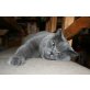 Aladin und Bageera, Britisch Kurzhaarkatze - Kater