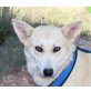 Alana, Shiba Inu Mischling - Hündin