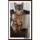 Alani, Bengalkatze - Katze