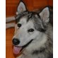 Alaska, Malamut-Husky-Mischlingsrüde - Rüde