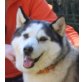 Alaska, Siberian Husky - Hündin