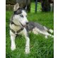 Alaska, Sibirien Husky - Hündin