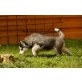 Alaska und Arcon, Siberian Husky Welpen - Rüde
