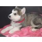 Alaskan Malamute, Alaskan Malamute - Hündin