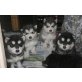 Alaskan Malamute, Alaskan Malamute - Hündin
