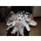 Alaskan Malamute, Alaskan Malamute - Hündin