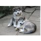 Alaskan Malamute, Alaskan Malamute - Rüde