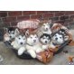 Alaskan Malamute, Alaskan Malamute - Rüde