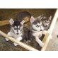 Alaskan Malamute - Hündin