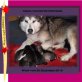 Alaskan Malamute - Hündin