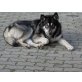 Alaskan Malamute - Rüde