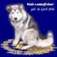 Alaskan Malamute - Rüde