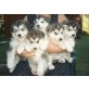 Alaskan Malamute - Rüde