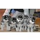 Alaskan Malamute - Rüde