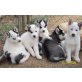 Alaskan Malamute - Rüde