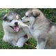 Alaskan Malamute Welpen, Alaskan Malamute - Hündin