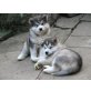 Alaskan Malamute Welpen, Alaskan Malamute - Rüde