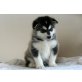 Alaskan Malamute Welpen, Alaskan Malamute - Rüde