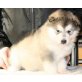 Alaskan Malamute Welpen - Hündin