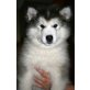 Alaskan Malamute Welpen - Hündin