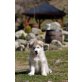 Alaskan Malamute Welpen - Hündin