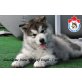 Alaskan Malamute Welpen - Hündin