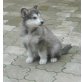 Alaskan Malamute Welpen - Hündin