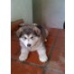 Alaskan Malamute Welpen - Hündin