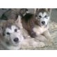 Alaskan Malamute Welpen - Rüde